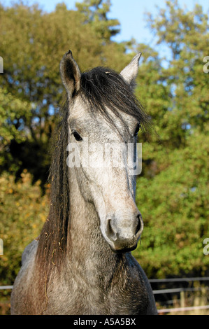 Berberpferd Barb Horse Stock Photo