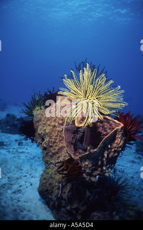 A yellow feather starfish, Comanthina species, sitting on a Barrel sponge, Xestospongia species off  Bohol Philippines Stock Photo