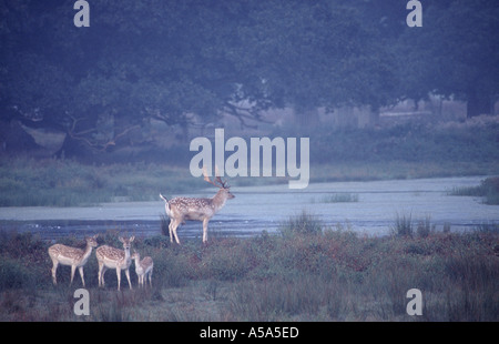 Fallow deer Dama dama in the grounds of Powderham Castle Devon England Stock Photo