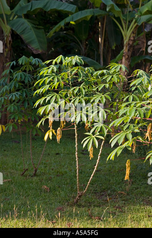 Cassava plant Stock Photo