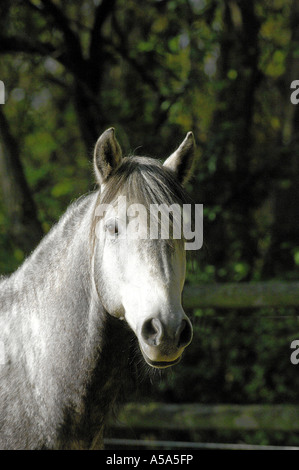 Berberpferd Barb Horse Stock Photo