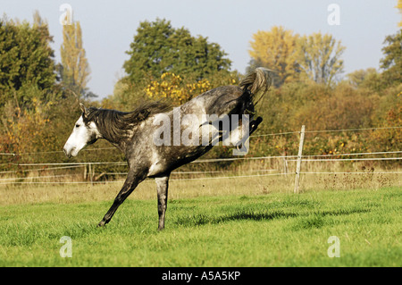 Berberpferd Barb Horse Stallion Hengst Stock Photo