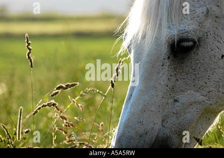 connemara araber stute trixi 31 jahre alt Stock Photo