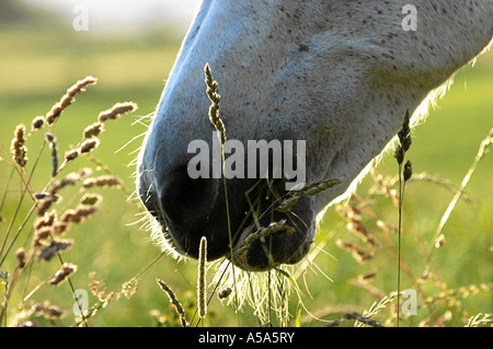 connemara araber stute trixi 31 jahre alt Stock Photo