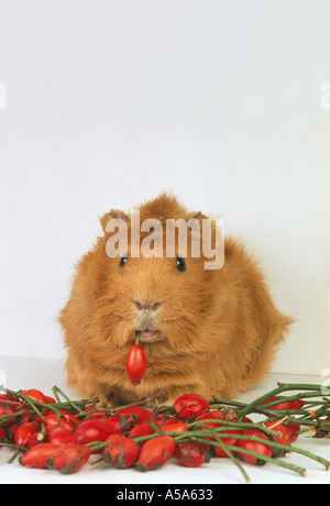 Guinea pig eats ROSE HIP Stock Photo - Alamy - Guinea Pig Rose Hip Skin Health Food