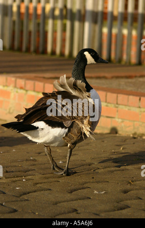 Canada Goose branta canadensis displaying the signs of the condition angel wing Stock Photo