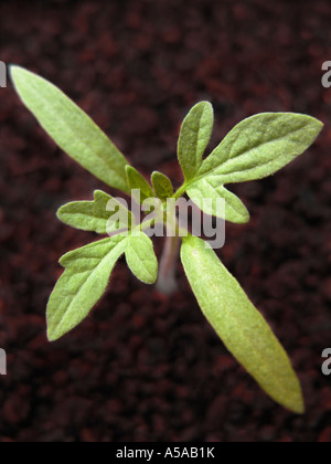 Tomato seedling growing on rich dark soil Stock Photo