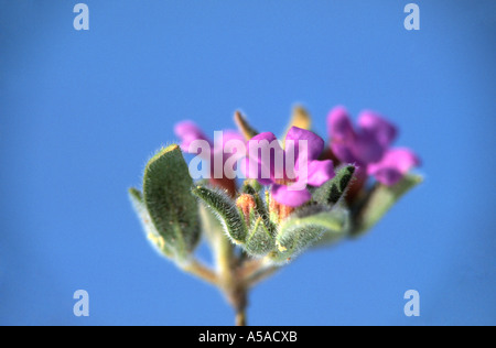 Nama demissum; Leafy Nama, Purple Mat,  Death Valley, CA Stock Photo