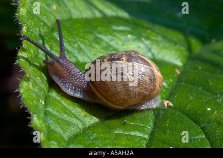 Common garden snail Helix aspersa on leaf Stock Photo