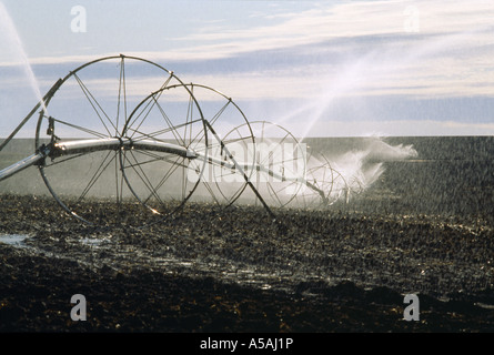 LATERAL IRRIGATION SYSTEM ON CROPLAND WASHINGTON Stock Photo