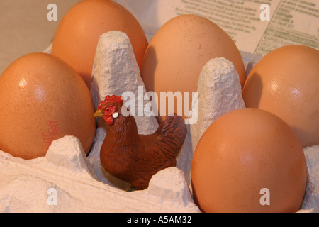 Small model chicken in an egg box full of eggs Stock Photo