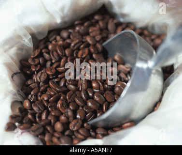 Closeup of coffee beans in a bag with scoop