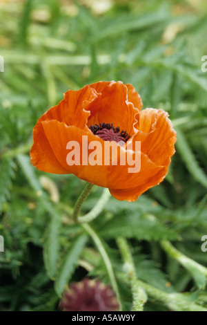 Beautiful Orange 'Oriental Poppy' Flower in Bloom Stock Photo