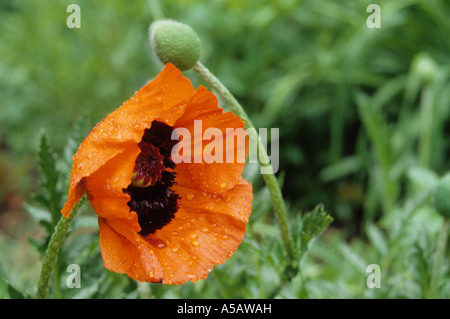 Beautiful Orange Oriental Poppy, Papaver Orientale,  Flower in Bloom & Bud Stock Photo