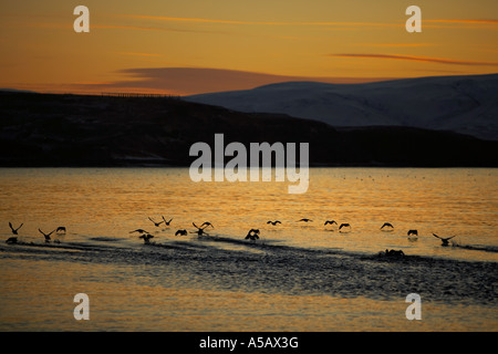 Sunset with birds flying, Skjalfandafloi bay, Iceland Stock Photo