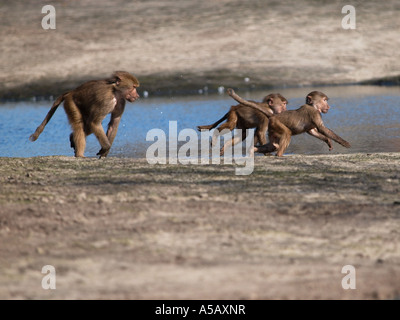 Mature hamadryas baboon Papio Cyncocephalus chasing two small young ones natural behaviour playing dominance dominant Stock Photo