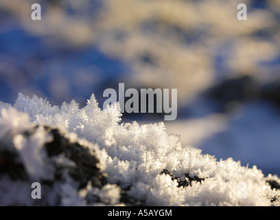 Ice Crystals on tree branches, Lake Myvatn, Iceland Stock Photo