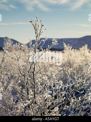 Ice Crystals on tree branches , Lake Myvatn, Iceland Stock Photo