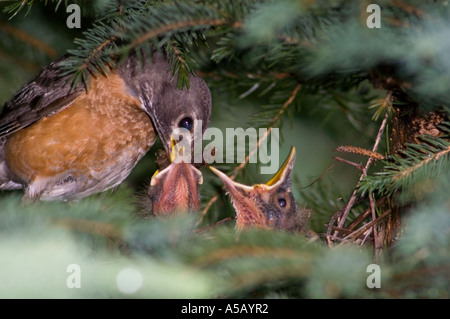 American robin (Turdus migratorius) Adult feeding young in nest Sudbury, Ontario, Stock Photo