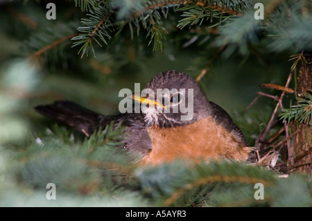 American robin (Turdus migratorius) Female Incubating eggs in spruce tree Sudbury, Ontario, Stock Photo