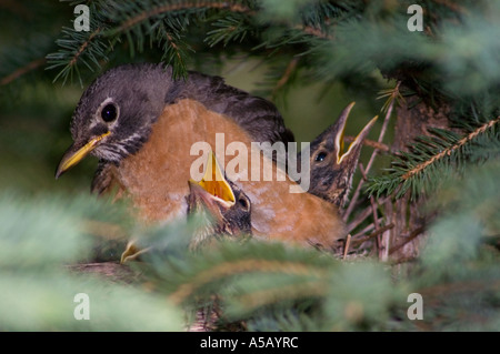 American robin (Turdus migratorius) Adult feeding young in nest Sudbury, Ontario, Stock Photo