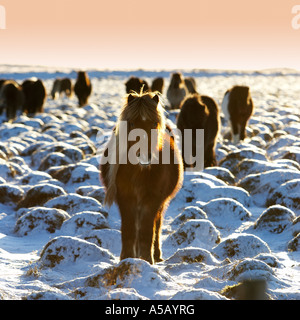 Icelandic  Pure Breed Horse, Winter Coat, Iceland Stock Photo