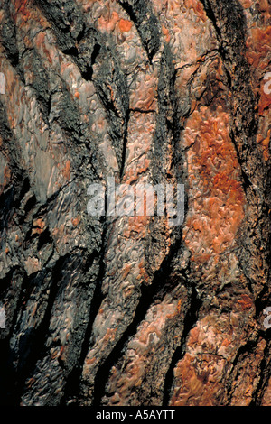 Bark of a Scots Pine Tree Pinus silvestris Stock Photo