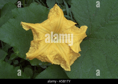 Field pumpkin (Cucurbita pepo), female flower. Stock Photo
