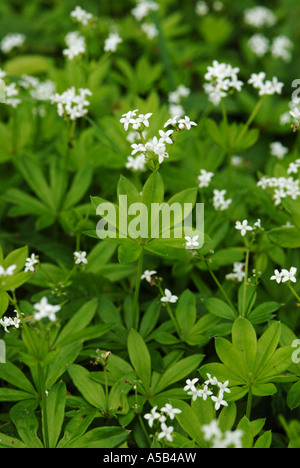 Woodruff flowers and leaves Stock Photo