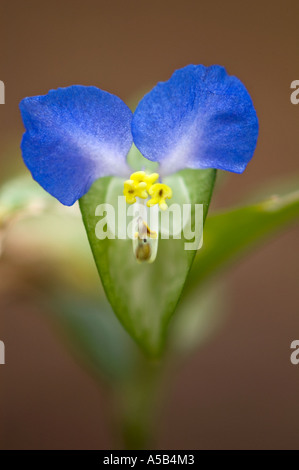 Asiatic dayflower (Commelina communis) Close-up in October woodland  Great Smoky Mountains National Park Tennessee Stock Photo