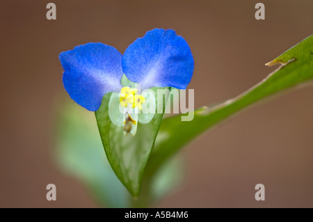 Asiatic dayflower (Commelina communis) Close-up in October woodland  Great Smoky Mountains National Park Tennessee Stock Photo