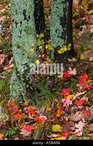 The leaves on the forest floor of Shenandoah National Park in Virginia ...