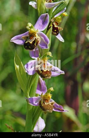 Perfect Bee Orchid specimen Stock Photo