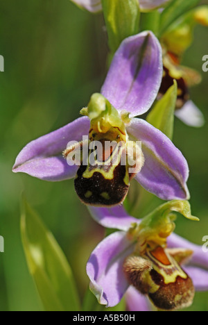 Close up of a perfect Bee Orchid specimen Stock Photo