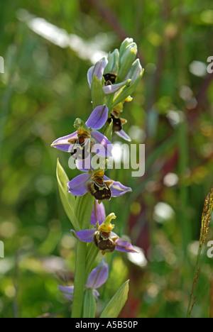 Perfect Bee Orchid specimen showing whole flower spike Stock Photo