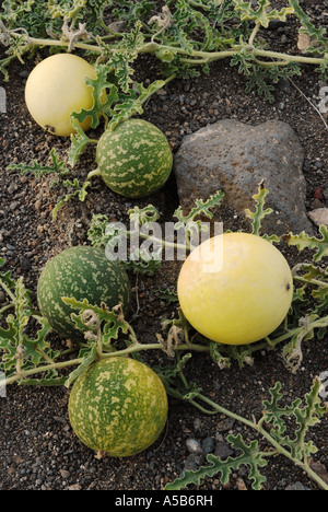 desert melons volcanic namib lanzarote melon