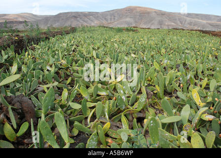 Cacti being grown for Cochineal Beetle farming on Lanzarote Stock Photo ...