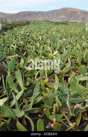 Cacti being grown for Cochineal Beetle farming on Lanzarote Stock Photo ...