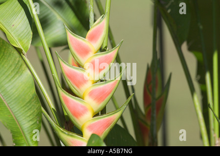 Wild Plantain Heliconia wagneriana Stock Photo