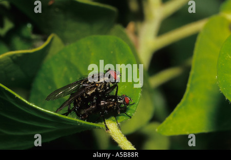 Flesh-flies Mating (Sarcophaga carnaria) in the uk Stock Photo