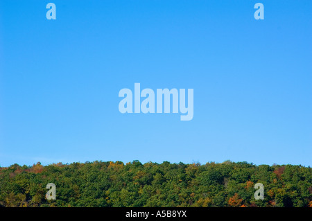 Canopy of tree tops with blue sky. Stock Photo