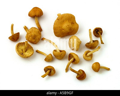Fairy ring mushrooms Marasmius oreades Stock Photo