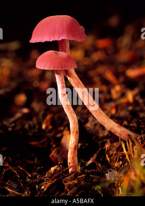 Common Deceiver, Laccaria laccata fungi, Kent England UK Stock Photo