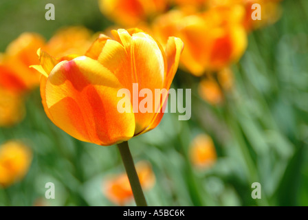 Field of Tulips. Stock Photo