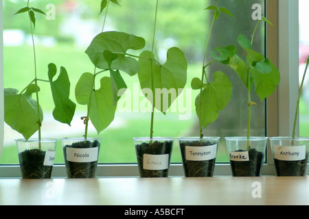 mini plant Mini Terrarium Plants (6 Plants) (2" Pots) Assorted Varieties  Optiflora