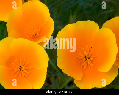 Bright gold blooms of California poppy Eschscholzia californica in northern California Stock Photo