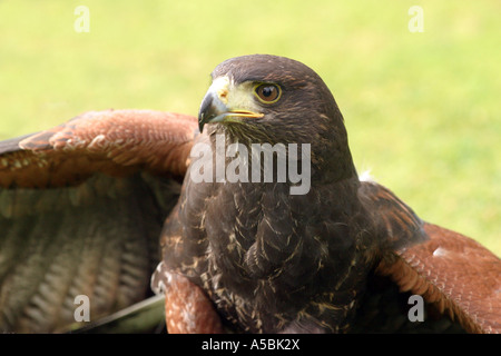 Close up portrait  of a Harris Hawk Stock Photo