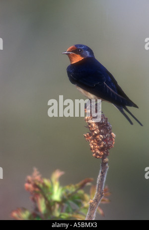 Barn swallow (Hirundo rustica) Adult resting on sumac tree near nest site. Pt Pelee National Park, Ontario, Stock Photo