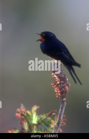 Barn swallow (Hirundo rustica) Adult resting on sumac tree near nest site. Pt Pelee National Park, Ontario, Stock Photo