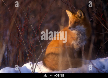 Red fox (Vulpes vulpes ) Red fox loafing in thicket in mid winter Greater Sudbury Ontario Stock Photo